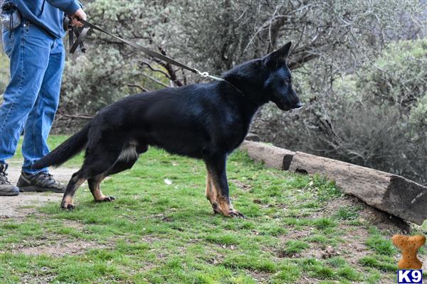 German Shepherd dog